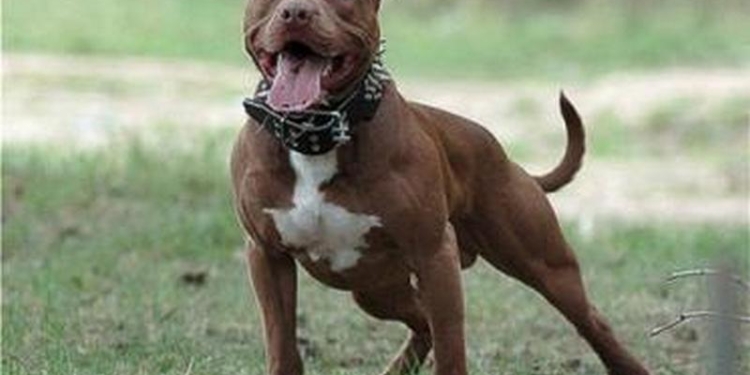 Вы еще ходите на рыбалку без собаки? Зря. Этот пес, пока хозяин разматывал удочку, выловил всех крупных лососей в реке