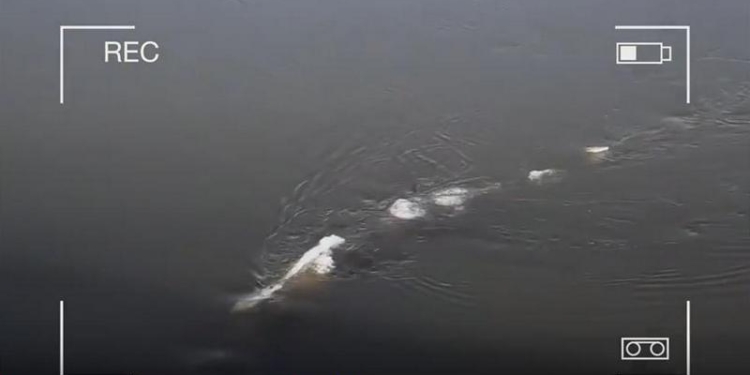 Осетр, покрытый коркой льда, или все-таки чудовище? В реке на Аляске увидели таинственного монстра