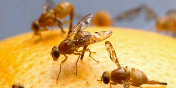 В турецких мандаринах выявлено то, чего в Украине нет, – средиземноморская плодовая муха