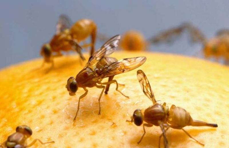 В турецких мандаринах выявлено то, чего в Украине нет, - средиземноморская плодовая муха 1