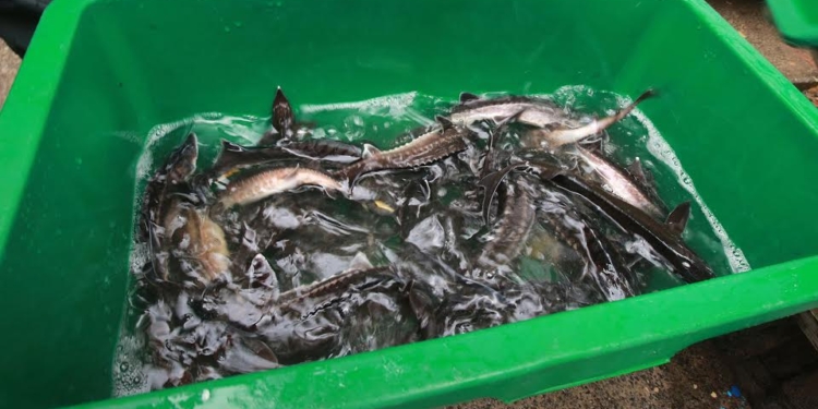 Расти, царская рыба. В Днепр выпустили тысячу штук молоди стерляди