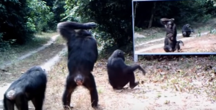 Характер по зеркалу. Ученые провели эксперимент в джунглях