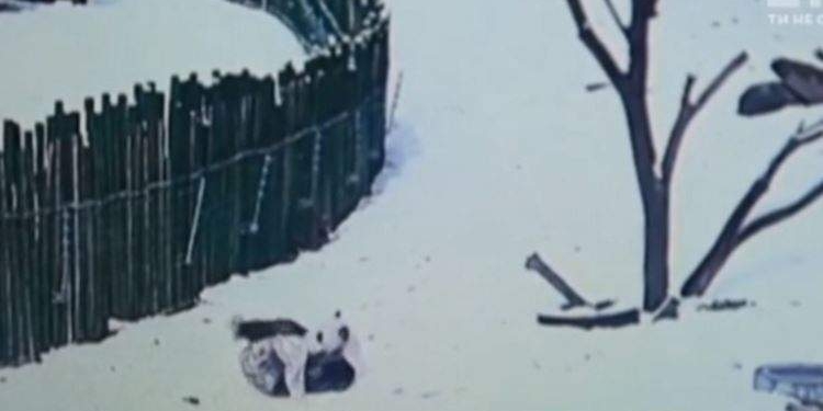 Панда впервые увидела снег. Нам бы ее радость