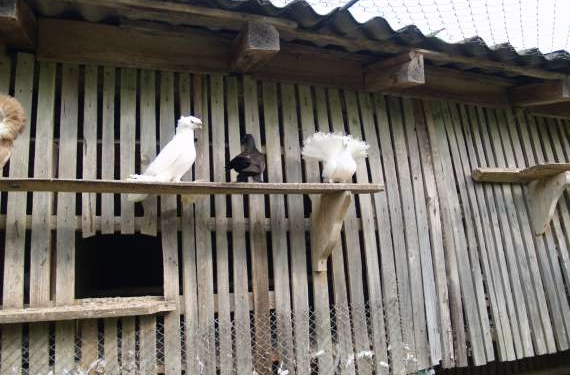 На радость туристам. На Закарпатье любитель птиц держит 1000 попугаев. И почтовых голубей