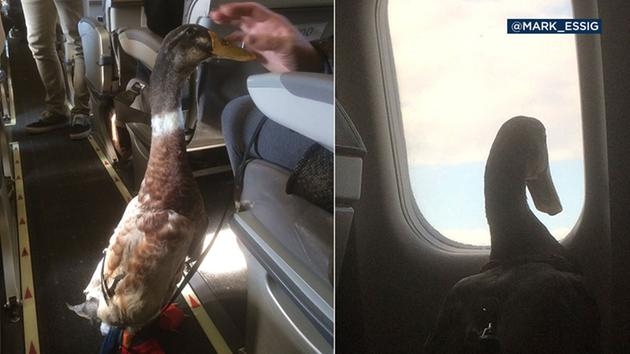 Американец до ужаса боится летать, и ему официально разрешили брать с собой утку-психотерапевта