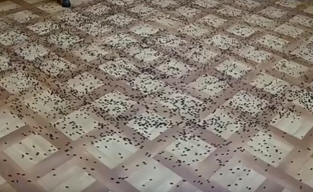 Полчища мокриц атаковали строителей Керченского моста