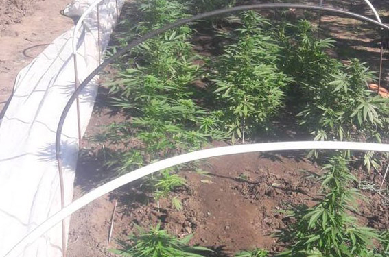 Еще один маленький огородик конопли в Вознесенском районе: правоохранители изъяли 1 кг наркозелья
