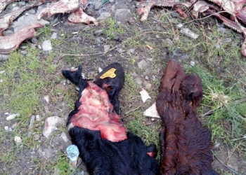 В Николаеве останки забитого скота сбрасывали прямо на стихийную свалку