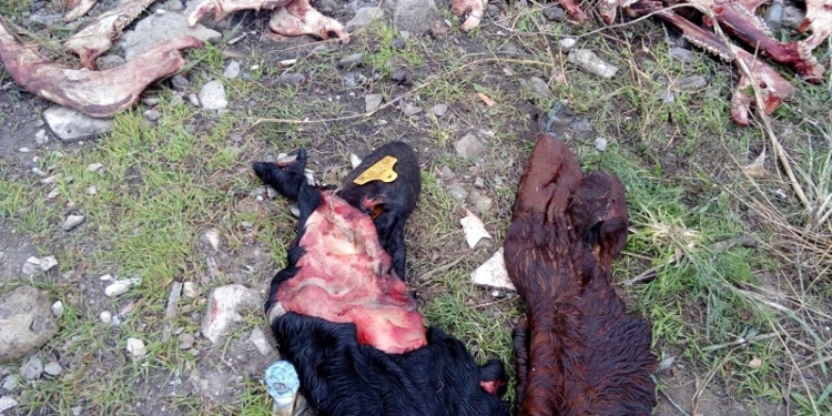 В Николаеве останки забитого скота сбрасывали прямо на стихийную свалку