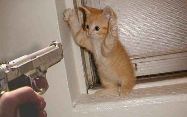 Харьковскую студентку отчислили из колледжа за видео с убийством котенка