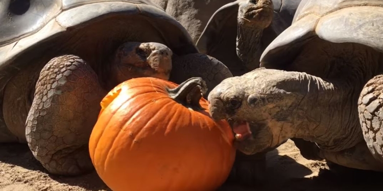 О пользе тыквы. Ее любят даже галапагосские черепахи, самые большие в мире