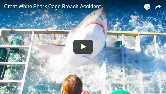 Белая акула-людоед ворвалась в клетку с дайвером – он ее приманивал тунцом