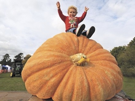 Самую большую тыкву выбрали во Вроцлаве