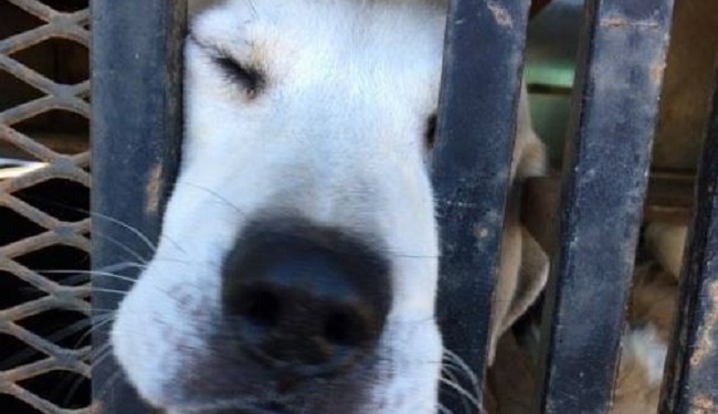 Собаки, кошки, лошади, шиншиллы. Как спасали животных после урагана Мэтью