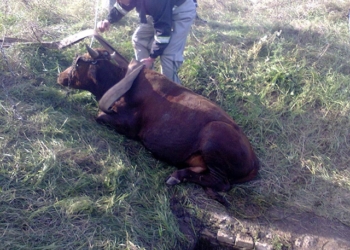 В Вознесенске в трехметровый колодец упал бычок