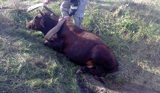 В Вознесенске в трехметровый колодец упал бычок