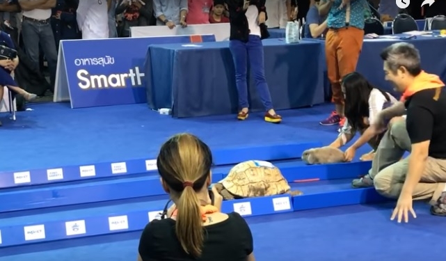 Системность побеждает. Черепаха оказалась быстрее кролика