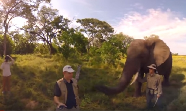 Кепка и слон. Это не зонт, это от солнца. Но слон решил одолжить ее у человека