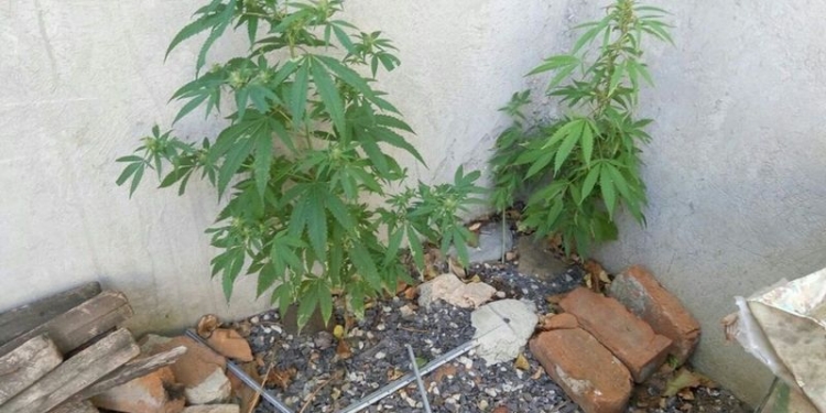 Не ухоженная, но росла: в Новом Буге полицейские изъяли 100 г конопли