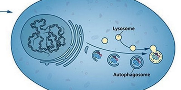 Нобелевскую премию по медицине дали японцу за изучение самопоедания клеток