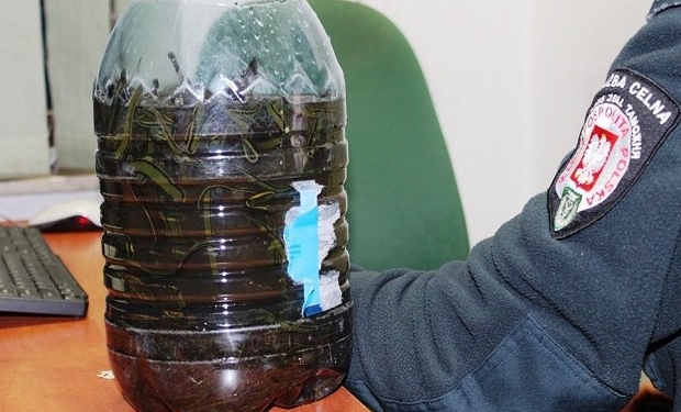 Водитель автобуса “Львов-Вильнюс” пытался перевезти через границу два мешка пиявок