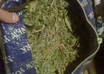 Урожай уже собран: у жителя Витовского района Николаевщины обнаружили 7 кг высушенной конопли