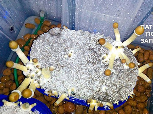 В Запорожье “вскрыли” лабораторию по выращиванию галлюциногенных грибов