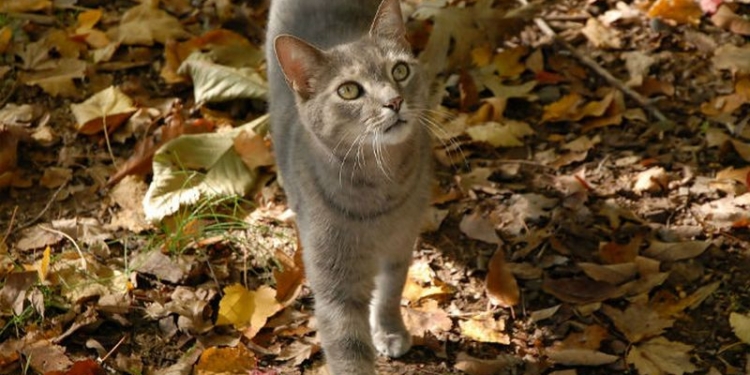 Погода на завтра: осадков в Николаевской области не ждут