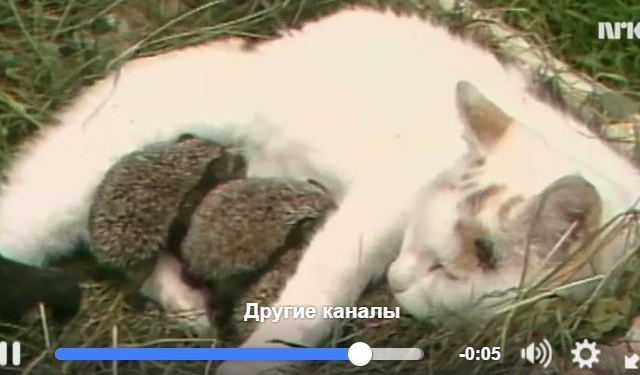 В мире все бывает. Кошка “усыновила” ежат и вскармливает их своим молоком