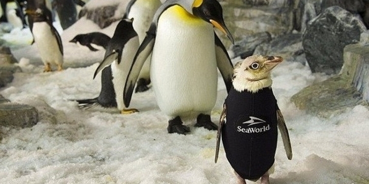 Сотрудники океанариума в США сшили гидрокостюм облысевшему пингвину