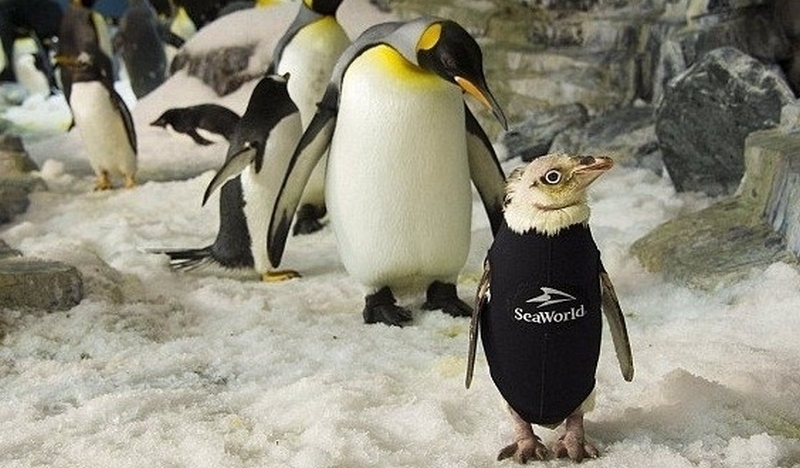 Сотрудники океанариума в США сшили гидрокостюм облысевшему пингвину 1