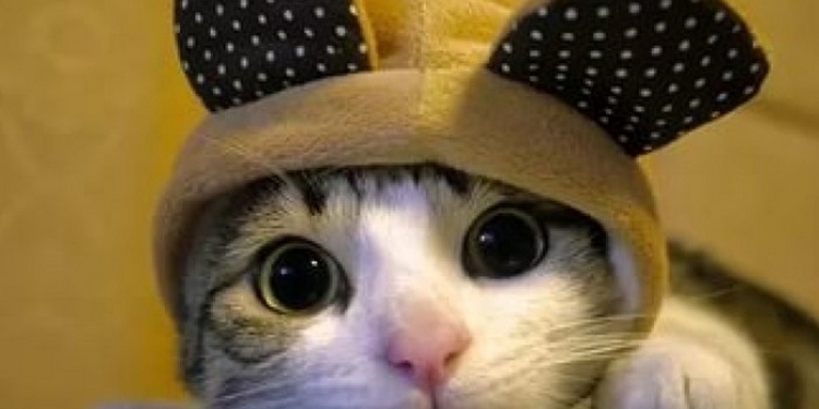 Компания Alibaba приглашает на работу кота