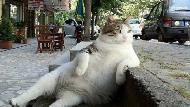 В Стамбуле поставили памятник коту, который любил задумчиво сидеть у бордюра