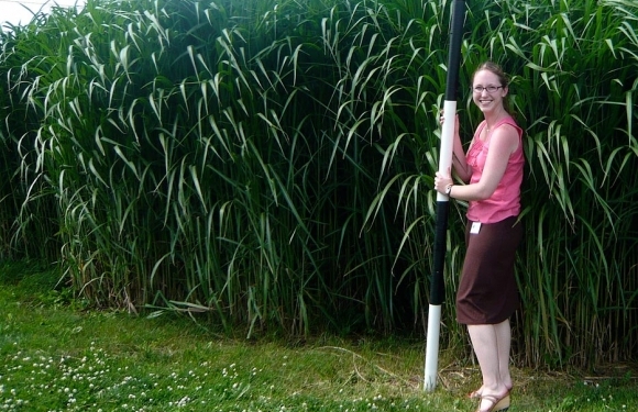 НАТО советует земли АТО засадить мискантусом и готово помочь деньгами