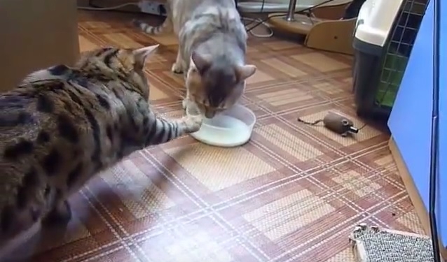 Завтрак съешь сам? А этим двум кошкам приходится пить молоко из одной миски – по очереди