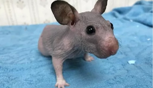 Лысые в моде. Лысому хомяку помогли согреться