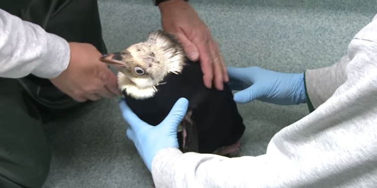 Гидрокостюм для пингвина. В США придумали, как спасти страдающую птицу