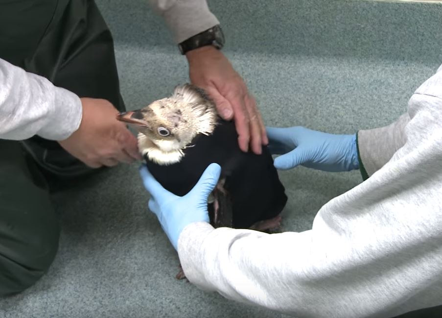 Гидрокостюм для пингвина. В США придумали, как спасти страдающую птицу 1