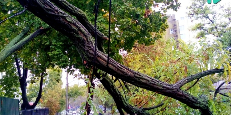 Последствия стихии на Николаевщине: без света – 53 населенных пункта, без телефонной связи – 30, в Николаеве упало 50 деревьев