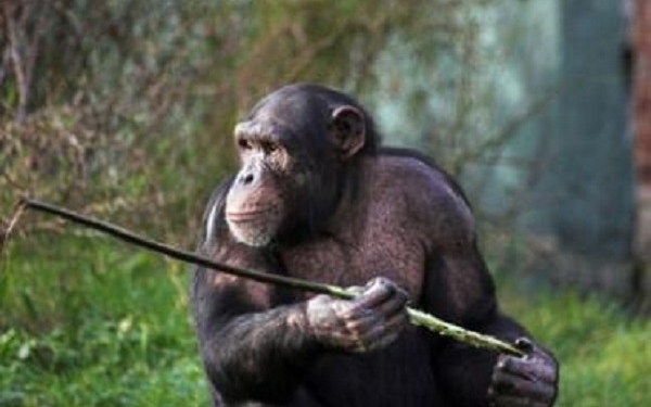 Снова в школу. Как шимпанзе учат своих детенышей охотиться