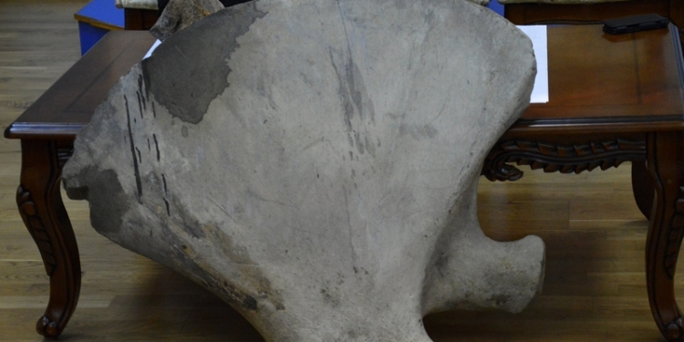 «Историю продавать нельзя»: найденную в Николаеве лопатку мамонта передали в краеведческий музей