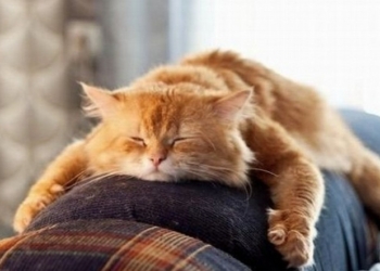 Еще можно успеть: 15 октября в Черногории пройдут соревнования среди лежебок