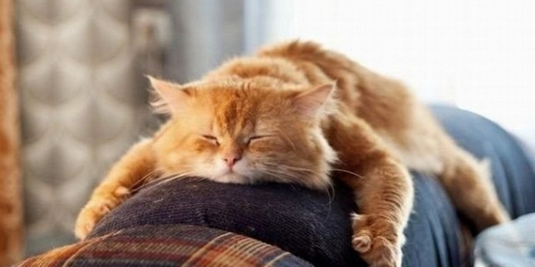 Еще можно успеть: 15 октября в Черногории пройдут соревнования среди лежебок