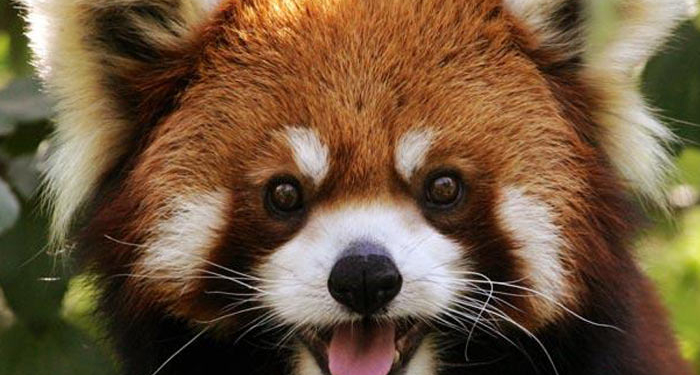 В США показали очень редких красных панд