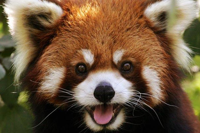 Из зоопарка Франции исчезла редкая красная панда 1