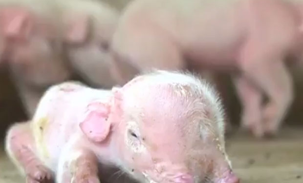 В Китае родился трехглазый поросенок с двумя пятачками
