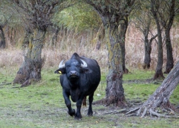 В Одесской области начали разводить водяных буйволов – экологии ради