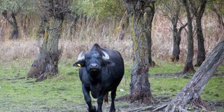 В Одесской области начали разводить водяных буйволов – экологии ради