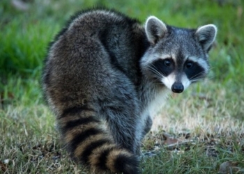 Не надо есть после шести. Енот-диверсант решил пробраться в танк, но застрял