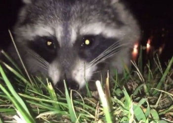 Енот украл iPhone и заснял погоню за ним